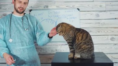 Veteriner kliniği. Bir veteriner tarafından muayene edilirken sevimli bir kedi.