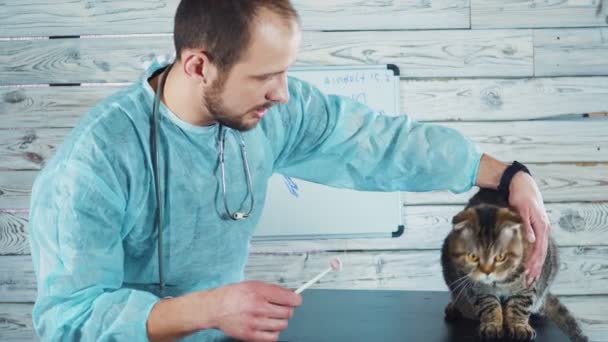 Veteriner kliniği. Bir veteriner tarafından muayene edilirken sevimli bir kedi. Veterinerlik atölyesi — Stok video
