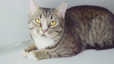 Bengal kedi beyaz arka plan üzerinde yakın çekim portre