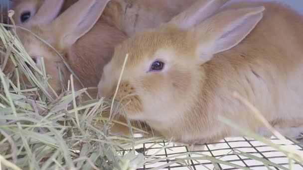 Närbild porträtt av kaninen i buren. Äta hö — Stockvideo