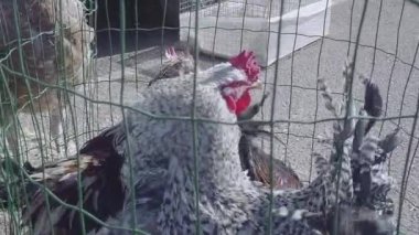 Satılık canlı tavuk. Çiftçi pazarı