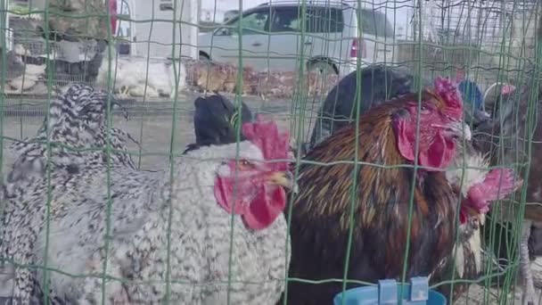 Lebende Hühner zum Verkauf. Bauernmarkt — Stockvideo