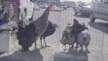 Satılık canlı tavuk. Çiftçi pazarı