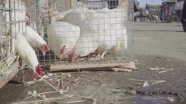 Poulets vivants à vendre. marché des agriculteurs — Video