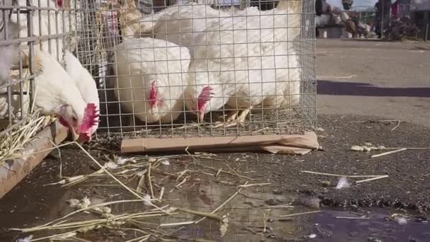 Galinhas vivas à venda. mercado dos agricultores — Vídeo de Stock