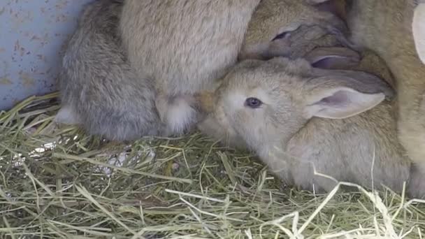 Сім'я милих кроликів причепилася один до одного. Кролик на фермі — стокове відео