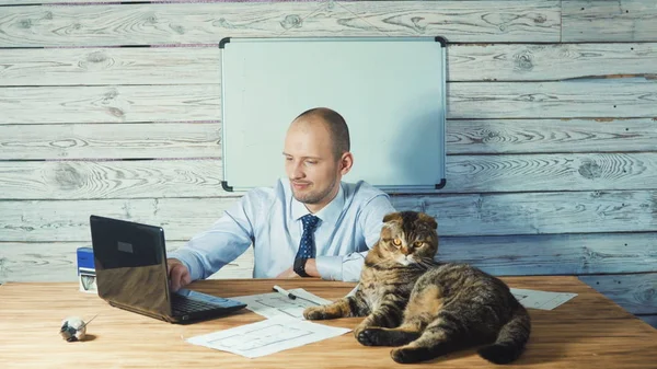 Toffice bir kedi ile çalışan yaşlı iş adamı. modern ofis içinde bilgisayar ile çalışma — Stok fotoğraf