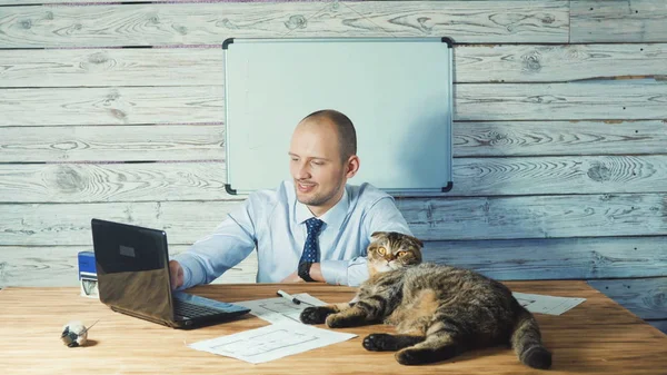 Toffice bir kedi ile çalışan yaşlı iş adamı. modern ofis içinde bilgisayar ile çalışma — Stok fotoğraf