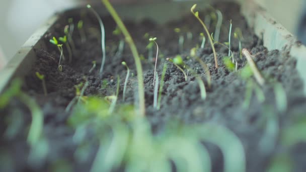 Riego de pellets de turba de plántulas de plantas jóvenes — Vídeos de Stock