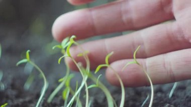 Genç bitki ekinleri yetiştirmek için çalışan bilim adamı ya da yetiştirici.