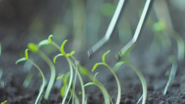 Genç bitki ekinleri yetiştirmek için çalışan bilim adamı ya da yetiştirici. — Stok video