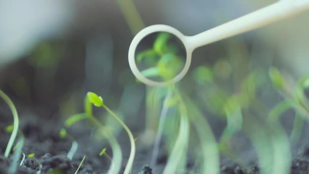 실험실에서 식물을 시험하는 과학자들 - 생명 공학 과 GMO 개념 — 비디오