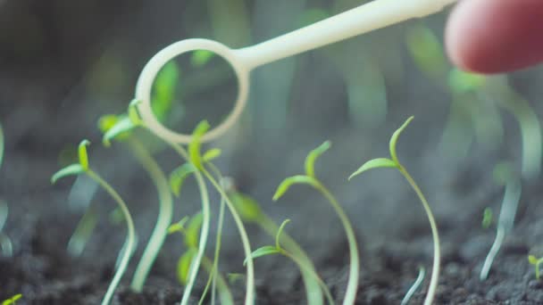 Wissenschaftler testen Anlage im Labor - Biotechnologie und GVO-Konzept — Stockvideo