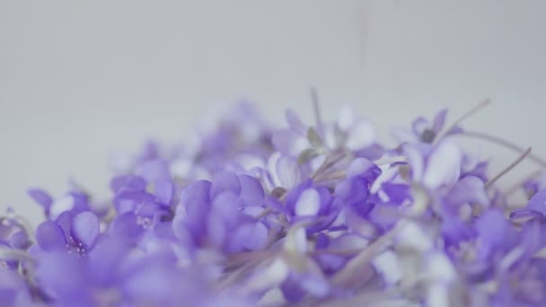 Herabfallende Blütenblätter einer Teerose. Zeitlupe. — Stockvideo