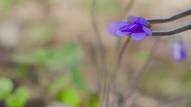 Orkide araştırmacılar Şu anda ormanda veya Park çalışıyor.