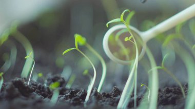 Bilimadamı laboratuvarda tesisi test ediyor - biyoteknoloji ve GDO kavramı