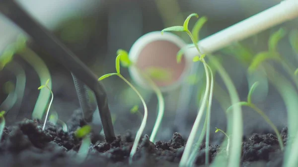 Bilimadamı laboratuvarda tesisi test ediyor - biyoteknoloji ve GDO kavramı