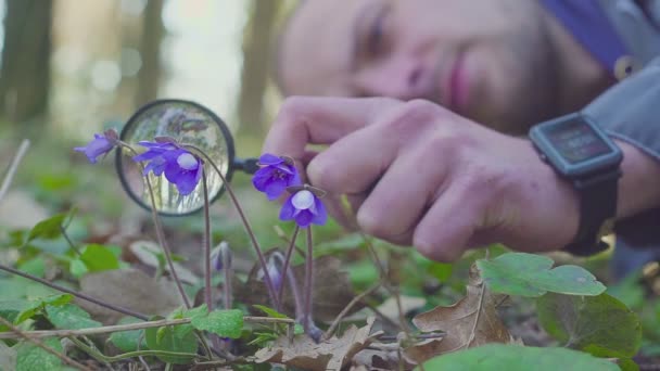 Орхідеї дослідники в даний час працюють в лісі або парк. — стокове відео