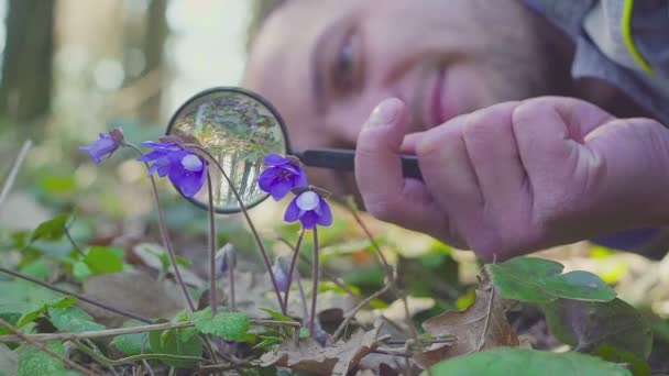 Les chercheurs d'orchidée travaillent actuellement dans la forêt ou le parc . — Video