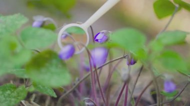 Orkide araştırmacılar Şu anda ormanda veya Park çalışıyor.