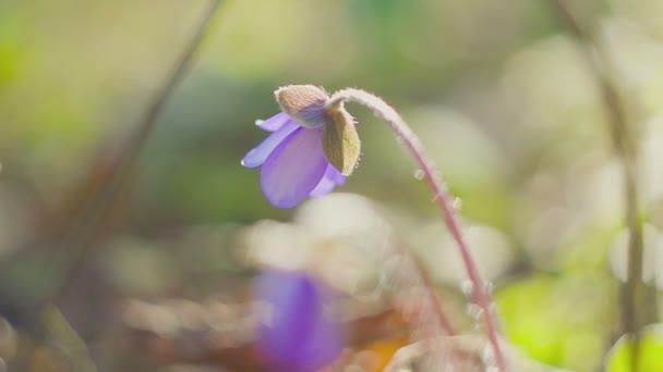 Orchidee onderzoekers werken momenteel in het bos of Park. — Stockvideo