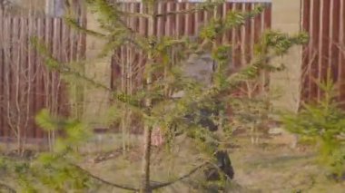 Özel evlerin yanında bir çocuk ormanda koşuyor. Mutlu bir çocuğun portresi. İlkbahar veya sonbahar gecesi.