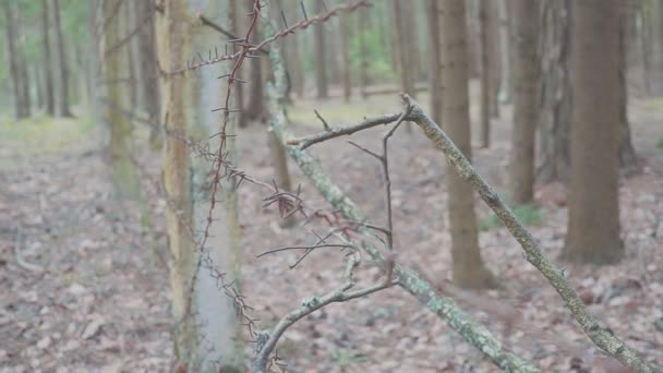 Una mano di uomo tocca una recinzione di filo spinato. Concetto di immigrazione clandestina. Un arabo che vuole emigrare in Europa. Campo per espatriati . — Video Stock