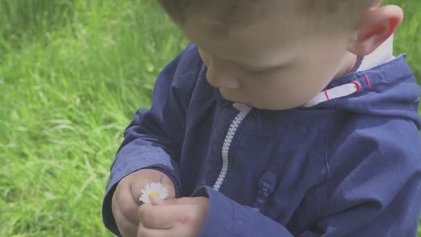 El niño chupa diente de león. Juegos al aire libre — Vídeos de Stock