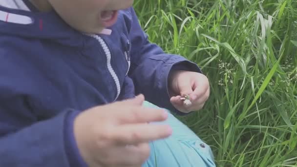 Мальчик отсасывает одуванчику. Игры на открытом воздухе — стоковое видео
