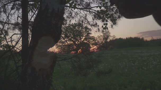 森の中で木を切る木のカッター。日没クローズアップx — ストック動画