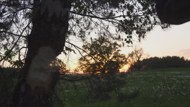 Woodcutter chopping wood in the forest. sunset. Closeup ax — Stock Video