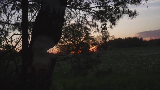 Leñador cortando madera en el bosque. puesta de sol. Primer plano hacha — Vídeos de Stock