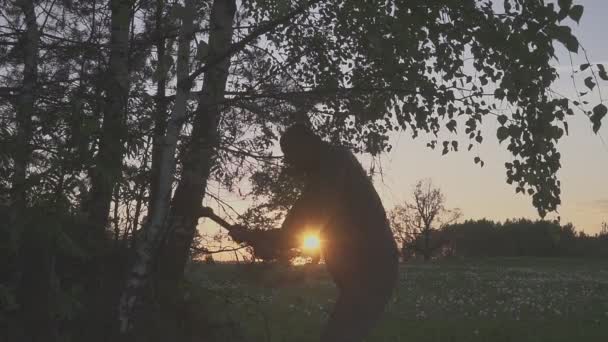 Sterke houtzaag hakhout in het bos. Zonsondergang — Stockvideo