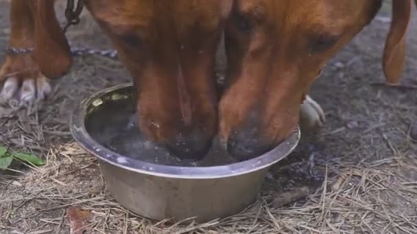 Cães de caça bebem água. Descansa depois da caçada. após treinamento em campo — Vídeo de Stock