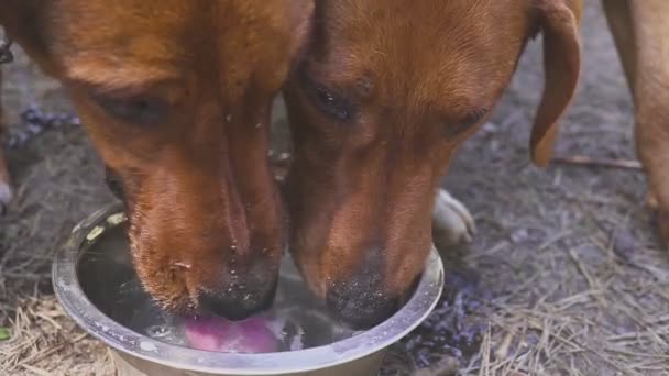 Jagdhunde trinken Wasser. Ruhe nach der Jagd. nach dem Feldtraining — Stockvideo