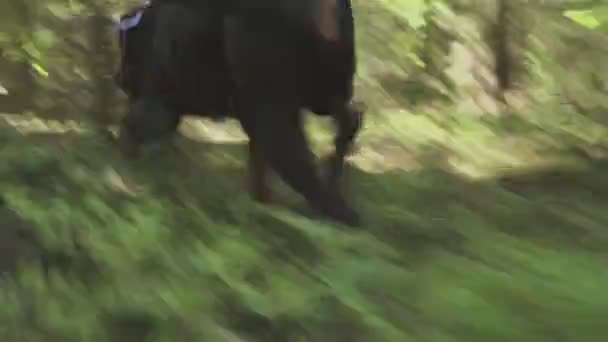 Siguiendo a un perro de caza en el rastro de un animal. perro en la caza — Vídeos de Stock