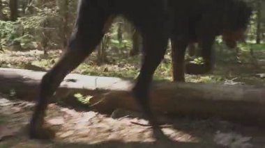 Bir hayvanın izini süren bir av köpeğini takip etmek. Köpek avlanıyor.