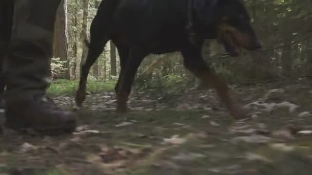 Suivre un chien de chasse sur les traces d'un animal. chien sur la chasse — Video