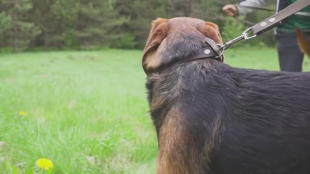 Hounds dogs on the hunt. Sniffing the air — Stock Video