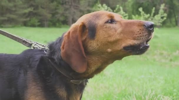 Hounds dogs on the hunt. Sniffing the air — Stock Video