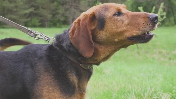 Honden jagen op honden. De lucht ruiken — Stockvideo