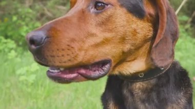 Av köpeklerini avlıyor. Havayı kokluyorum.