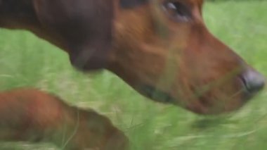Bir hayvanın izini süren bir av köpeğini takip etmek. Köpek avlanıyor.