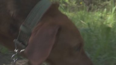 Bir hayvanın izini süren bir av köpeğini takip etmek. Köpek avlanıyor.