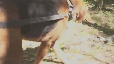 Bir hayvanın izini süren bir av köpeğini takip etmek. Köpek avlanıyor.