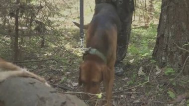 Bir hayvanın izini süren bir av köpeğini takip etmek. Köpek avlanıyor.