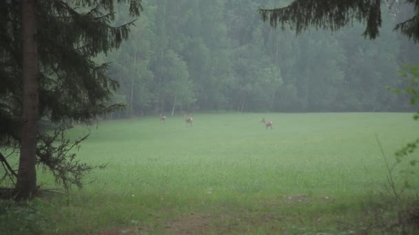 Красный олень на поле рядом с лесом — стоковое видео