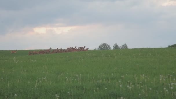 Rood hert op het veld bij het bos — Stockvideo