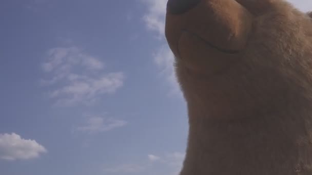 Aktor ubrany jak niedźwiedź aerobik podczas festiwalu letniego ulicy — Wideo stockowe