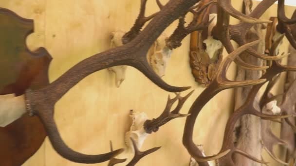 A wall with hunting trophies, horns and scoops. — Stock Video